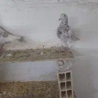 کرم نامور|پرنده|همدان, |دیوار