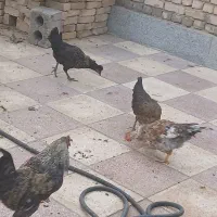 خروس مرغ|حیوانات مزرعه|اصفهان, زیار|دیوار