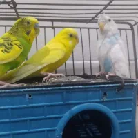 مرغ عشق 3عدد