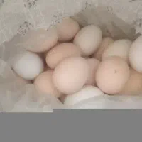 تخم مرغ محلی