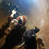 گاو شکم دوم|حیوانات مزرعه|بلبان آباد, |دیوار