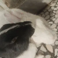 یک جفت خرگوش