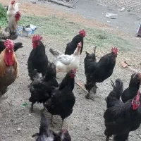 خروس مرندی۵ عدد
