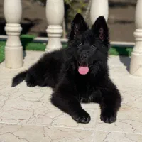 توله ژرمن بلک دو ماهه