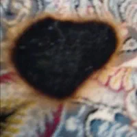 رفو فرش از سوختگی تا پوسیدگی