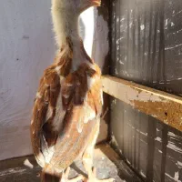 جوجه لاری|حیوانات مزرعه|تربت جام, شهرک آزادگان|دیوار