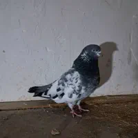 کبوتر گرفته شده|پرنده|سنگر, |دیوار