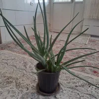 رخت آویز 400و گل الورا  600