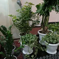 گلهای منحصر به فرد جذاب|گل و گیاه طبیعی|تهران, نیروی هوایی (پیروزی)|دیوار