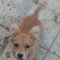 سگ پاکوتاه دهن پاک