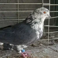 کبوتر پرشی سوسکی و سبز|پرنده|فولادشهر, فولادشهر|دیوار