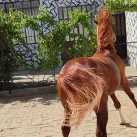 نریان سه سال و هشت ماهه|اسب و تجهیزات اسبسواری|تویسرکان, |دیوار