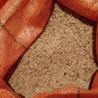 فروش جو محلی