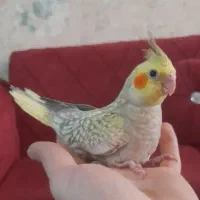 طوطی عروس هلندی با جوجه هاشون