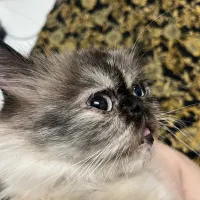 گربه نژاد هیمالین