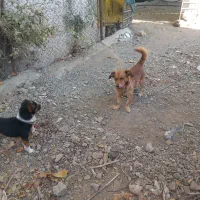 سگ پاکوتا هر دو نر|سگ|موچش, |دیوار