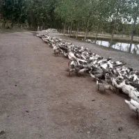 فروش مرغابی پروازی