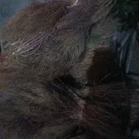 جارو محلی