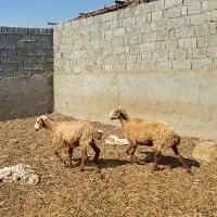 دوعدد میش ابستن با دوبره بزرگ پارسال