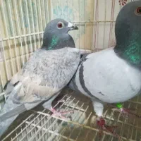 جفت المانی ضمانی