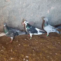 کفتر فروشی|پرنده|سده (خراسان جنوبی), |دیوار