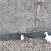 زرشک / کبوتر|خوردنی و آشامیدنی|مشهد, شهید علی محمدی|دیوار