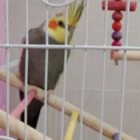 عروس هلندی
