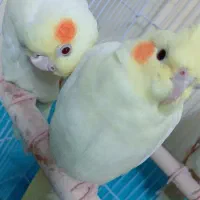 عروس هلندی مولد اصل لوتینو|پرنده|فریدون‌کنار, |دیوار