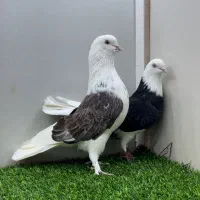 کبوتر پرشی شمرون.شمرونی