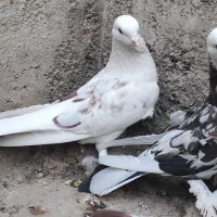 چن جفت پاجفتی ب علت دعوا|پرنده|بهارستان, |دیوار