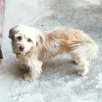 سگ اشپیتز تریر