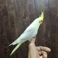 جوجه عروس هلندی یک میلیون