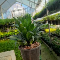 استخدام فروشنده خانم برای گلباغ