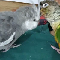 عروس هلندی گمشده|حیوانات|رباط‌کریم, رباط‌کریم|دیوار