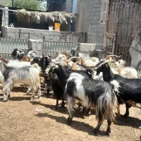 بز کهره دار