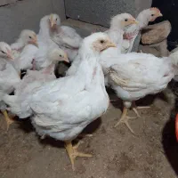 فقط ۱۳۰ ارگانیک