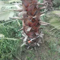 یاس گلدانی و پالم|خدمات باغبانی و درختکاری|رودسر, |دیوار