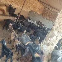 بز و کهره نر