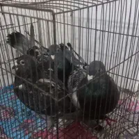 فروش کبوتر آلمانی|پرنده|دابودشت, |دیوار