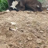 توله لاس قدرجونی