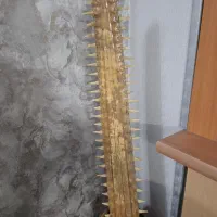 تیغه اره ماهی