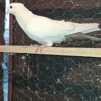 کبوتر غریب|پرنده|سنندج, |دیوار