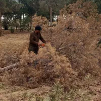 هرس درختاتن خطرناک|خدمات باغبانی و درختکاری|قم, بنیاد|دیوار