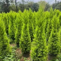 لاوسون  یاس هلندی شمشاد طلایی|خدمات باغبانی و درختکاری|چابکسر, |دیوار