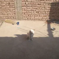 یک عدد سک پامر روباهی