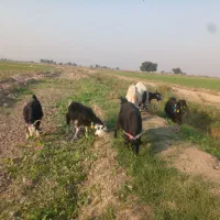 فروش بز ابستن|حیوانات مزرعه|شوش, |دیوار