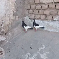 کفتر یهودی