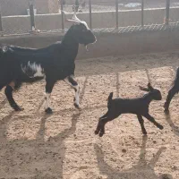 بز و بزغاله