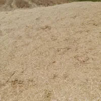 کاه گندم