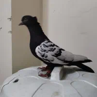 ماده سینه سیاه